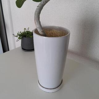 フィカス ベンガレンシス 75cmの画像