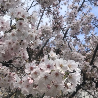 ピクニック🌸