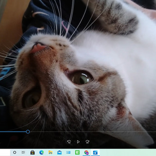 一緒に寝てくれます♪(=^ω^=)♪