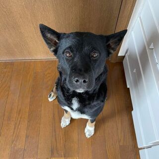 1年6か月にぎやか雑種犬 - 市原市