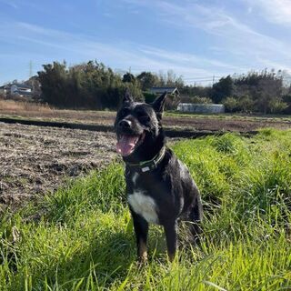1年6か月にぎやか雑種犬