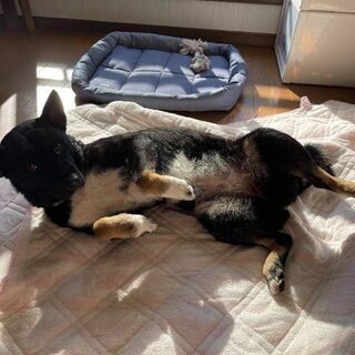 1年6か月にぎやか雑種犬 − 千葉県