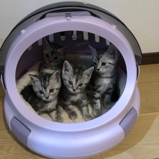 スコティッシュの赤ちゃん　3匹目決まりました
