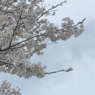 4月に花見キャンΔしませんか❓ 🌸🏕 - 金沢市