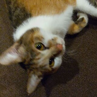 ミケ3歳メス。