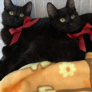 只今、トライアル中です　甘えん坊の黒子猫の里親募集　