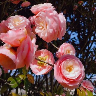 ランチ友だち、神奈川(横須賀)散策友だち募集🌸