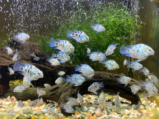 「熱帯魚」売ります！ブルータイガーパロット?