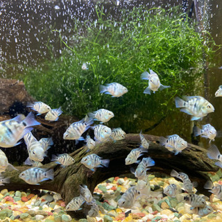 「熱帯魚」売ります！ブルータイガーパロット🐟の画像