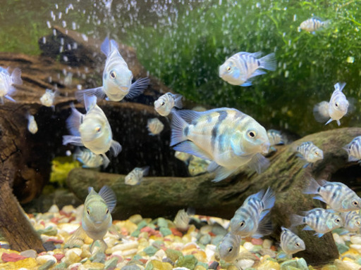 「熱帯魚」売ります！ブルータイガーパロット?