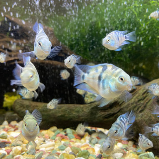 「熱帯魚」売ります！ブルータイガーパロット🐟の画像