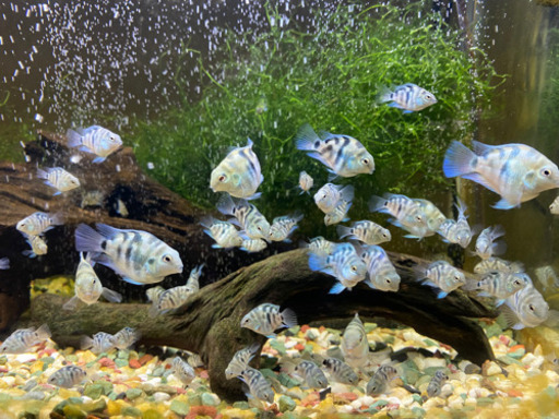 「熱帯魚」売ります！ブルータイガーパロット?