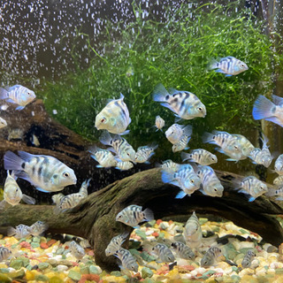 「熱帯魚」売ります！ブルータイガーパロット🐟の画像