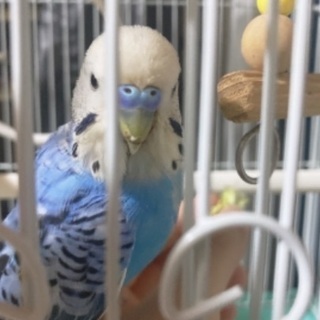 自宅の玄関からインコが逃げました。保護してくださった方謝礼あります。