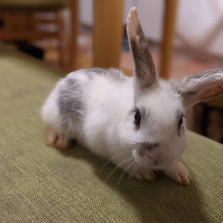 涙ぼくろの様な黒い模様が特徴のウサギです
