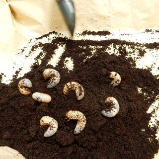 カブトムシの幼虫の糞の画像