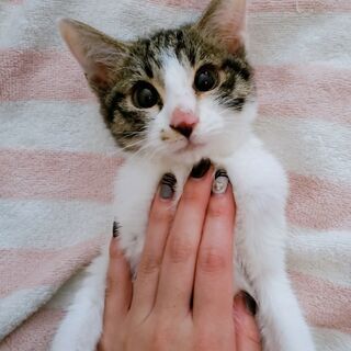 猫飼ってる方でお友達募集