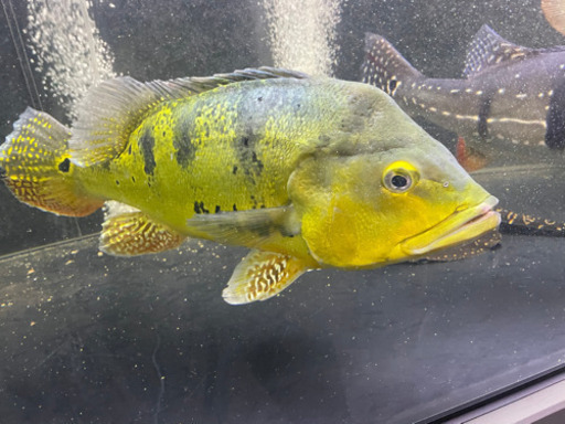 キクラ　レオパードタイガーケルベリー　オーバーフロー水槽　アクリル　大型魚　ポルカ  アロワナ　水槽　餌　熱帯魚