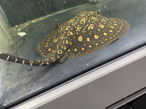 極上　激美　ハイブリッド　淡水エイ　スティングレー　熱帯魚　アクリル　水槽　ポルカ  アロワナ　オーバーフロー