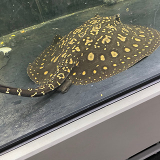 極上　激美　ハイブリッド　淡水エイ　スティングレー　熱帯魚　アクリル　水槽　ポルカ  アロワナ　オーバーフロー　