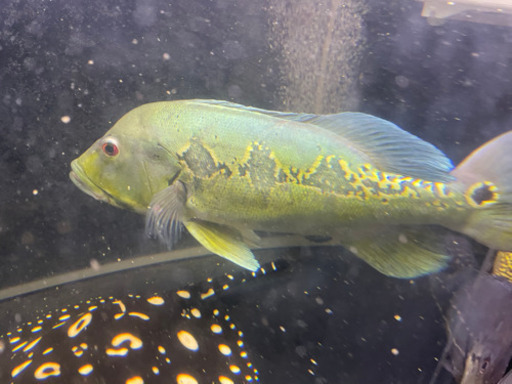 キクラ　オリノコエンシス　熱帯魚　アクリル　水槽　シクリット　アロワナ　シルバー　ポルカ  クロコ