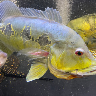 キクラ オリノコエンシス 熱帯魚 アクリル 水槽 シクリット アロワナ