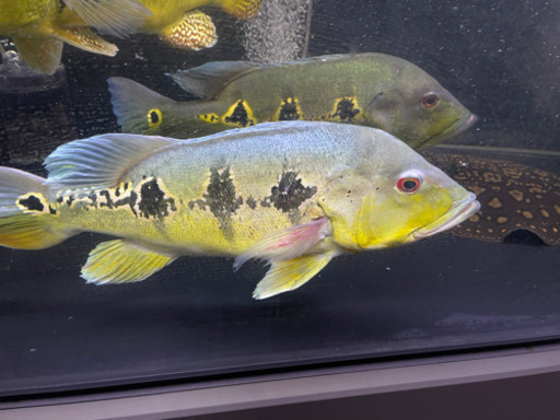 キクラ　オリノコエンシス　熱帯魚　アクリル　水槽　シクリット　アロワナ　シルバー　ポルカ  クロコ