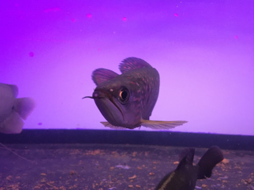 ノーザンバラムンディ