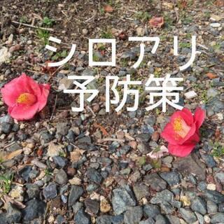 【教えてください】素人にできるシロアリ予防策