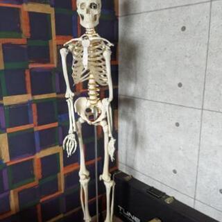 ガイコツの置き物