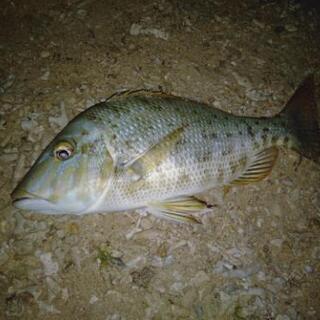 夜にのんびり釣りしませんか?