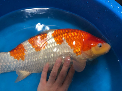 大日紅白　45センチ　雄雌不明