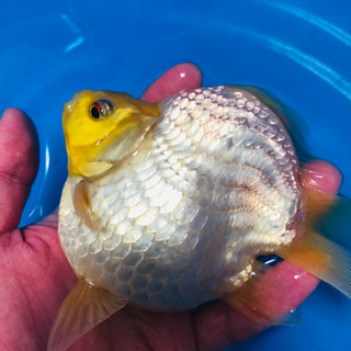 金魚　タマネ　10センチの画像