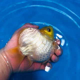 金魚　タマネ　10センチの画像