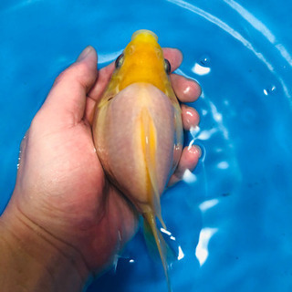 金魚　タマネ　10センチ