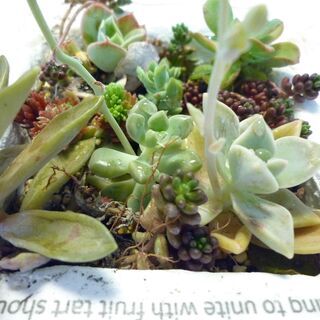 多肉植物★洋書バード図鑑風