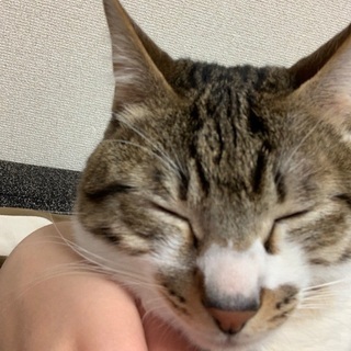 2歳オス猫のトラノスケ君