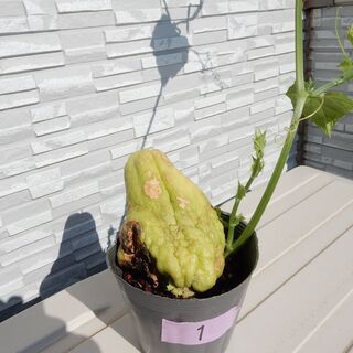 ハヤトウリ　苗（緑色）①と③の画像