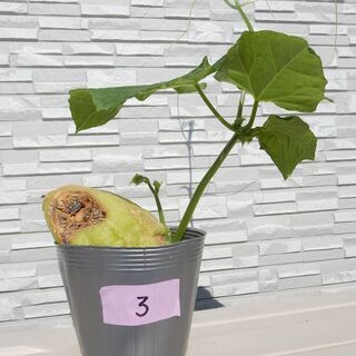 ハヤトウリ　苗（緑色）①と③の画像