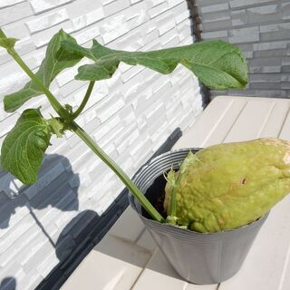 ハヤトウリ　苗（緑色）①と③の画像
