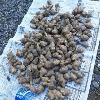 激安‼️最安値！！きくいも  ダイエット 糖尿病 薬 オーガニッ...