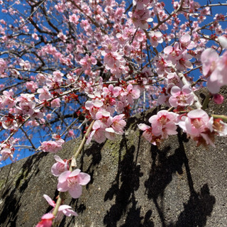 平日休みの人🌸
