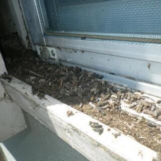 コウモリの糞に困っていませんか？  コウモリ駆除～再発防止ならお任せ下さい！ - 山口市