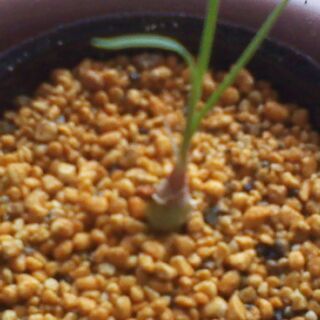 Beaucarnea gracilis　実生苗　塊根 トックリラ...