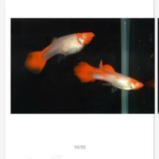 【熱帯魚】紅白グッピー(アルビノ)の『稚魚』お売りします