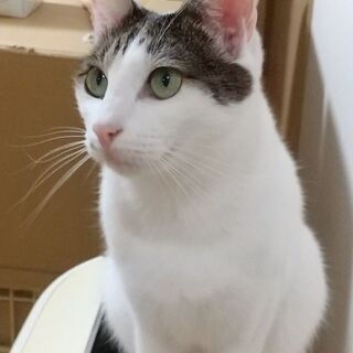 紫の君4才母と一緒に素敵な家族にむかえられました