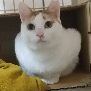 野獣＆美猫コンビで温かく見守ってもらってます！ぼんぼん尻尾、おか...