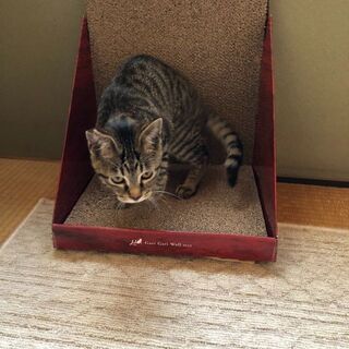 里親募集19 - 猫
