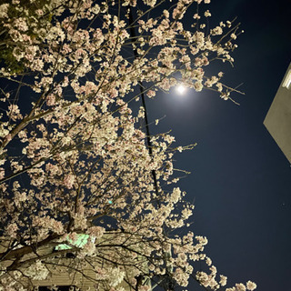 30日の夜に縮景園の夜桜ライトアップ見に行きませんか😄？