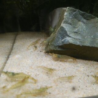 ミナミヌマエビ20～30匹程度